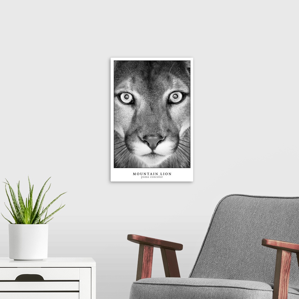 A modern room featuring Mountain Lion White