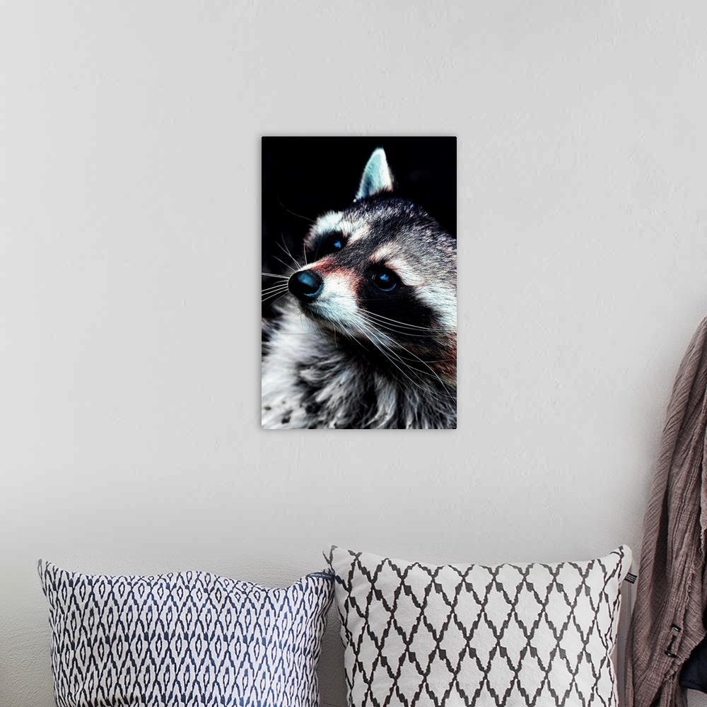 A bohemian room featuring Raccoon