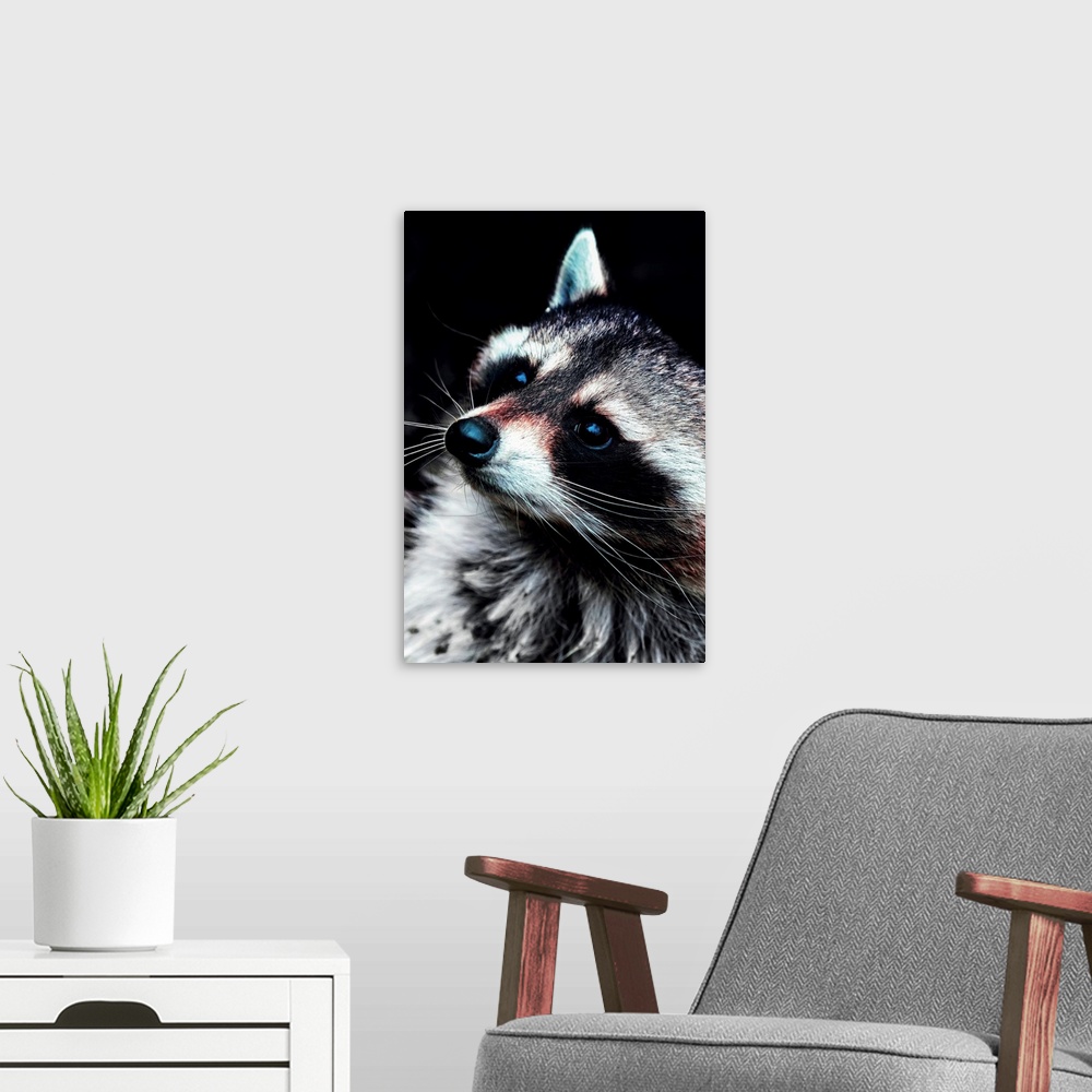 A modern room featuring Raccoon
