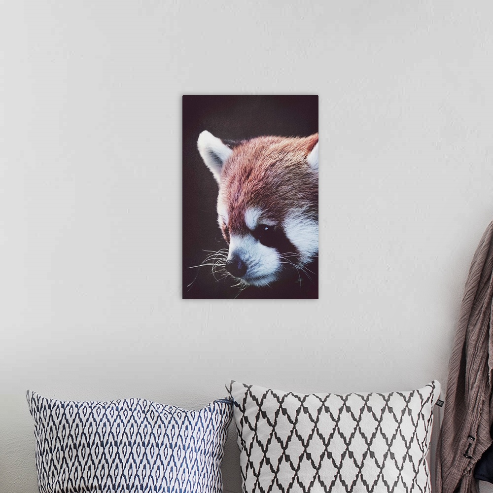 A bohemian room featuring Red Panda