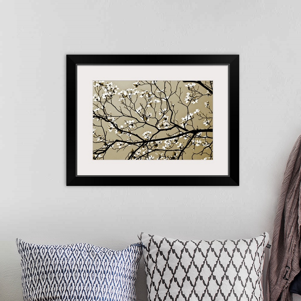 A bohemian room featuring A close up of branches silhouetted against the sky with offshoots of new spring blossoms.