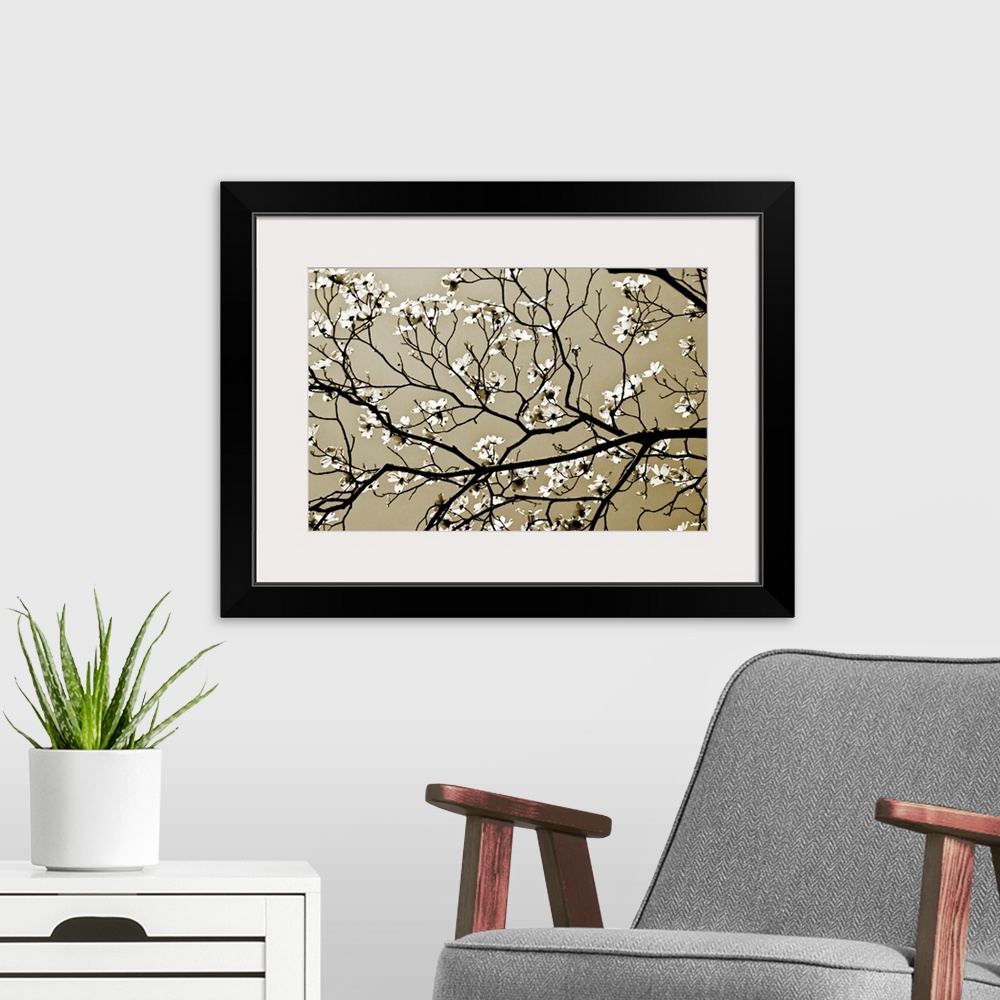 A modern room featuring A close up of branches silhouetted against the sky with offshoots of new spring blossoms.