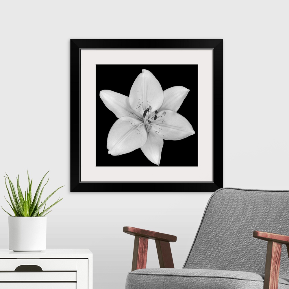 A modern room featuring A single flower blossom on a dark backdrop in this square photographic wall art.