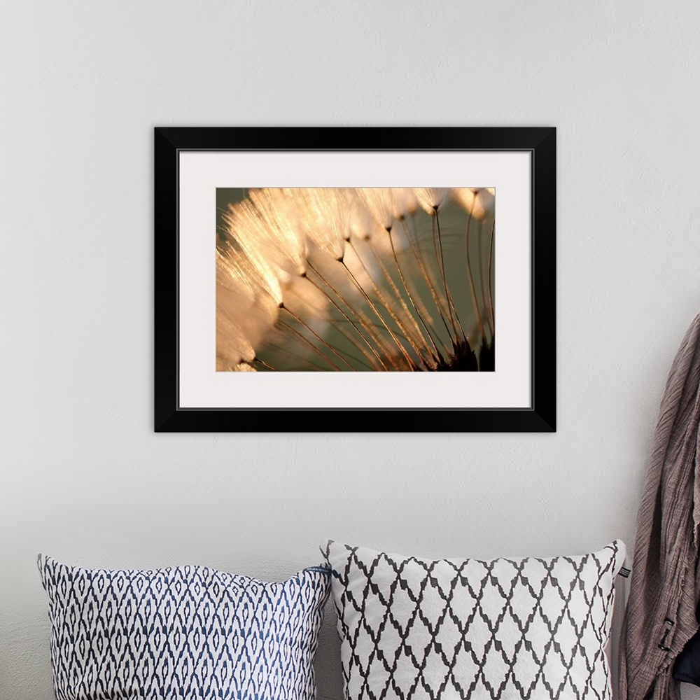A bohemian room featuring Landscape close up photograph of white, fluffy dandelion seeds at sunset.