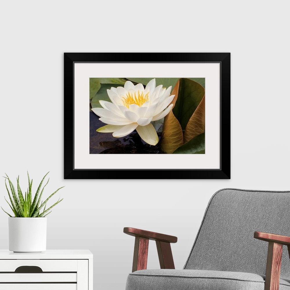 A modern room featuring Photograph of a single flower on surrounded by lily pads with underwater seaweed visible.