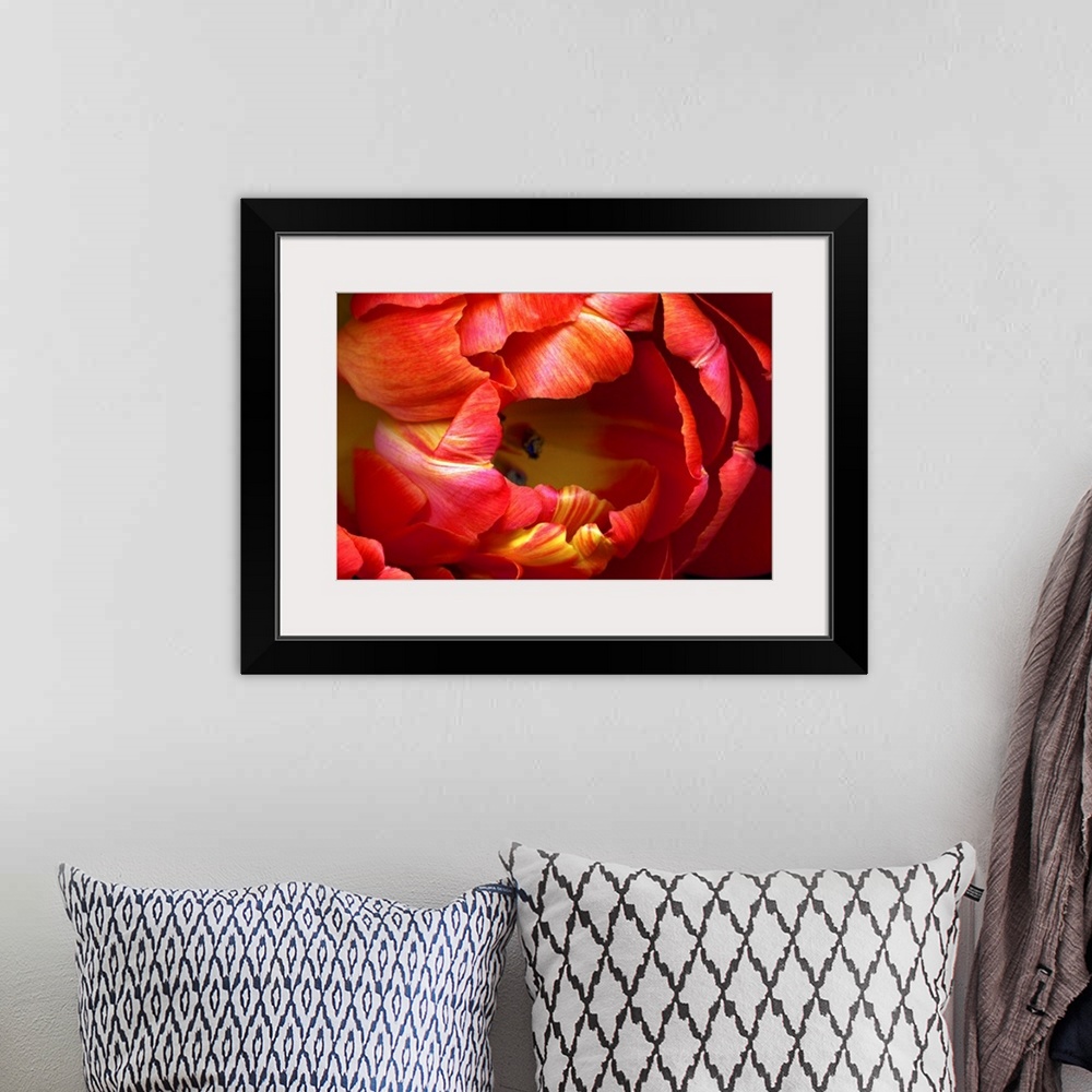 A bohemian room featuring Huge photograph focuses on a close-up of the brightly colored petals on a tulip flower.