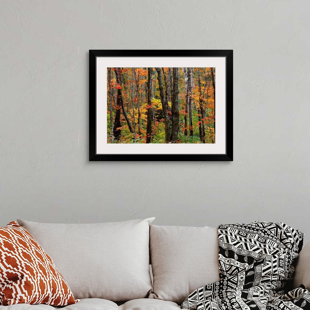 A bohemian room featuring Huge photograph displays the beautiful Fall colors of the leaves on the trees and surrounding veg...