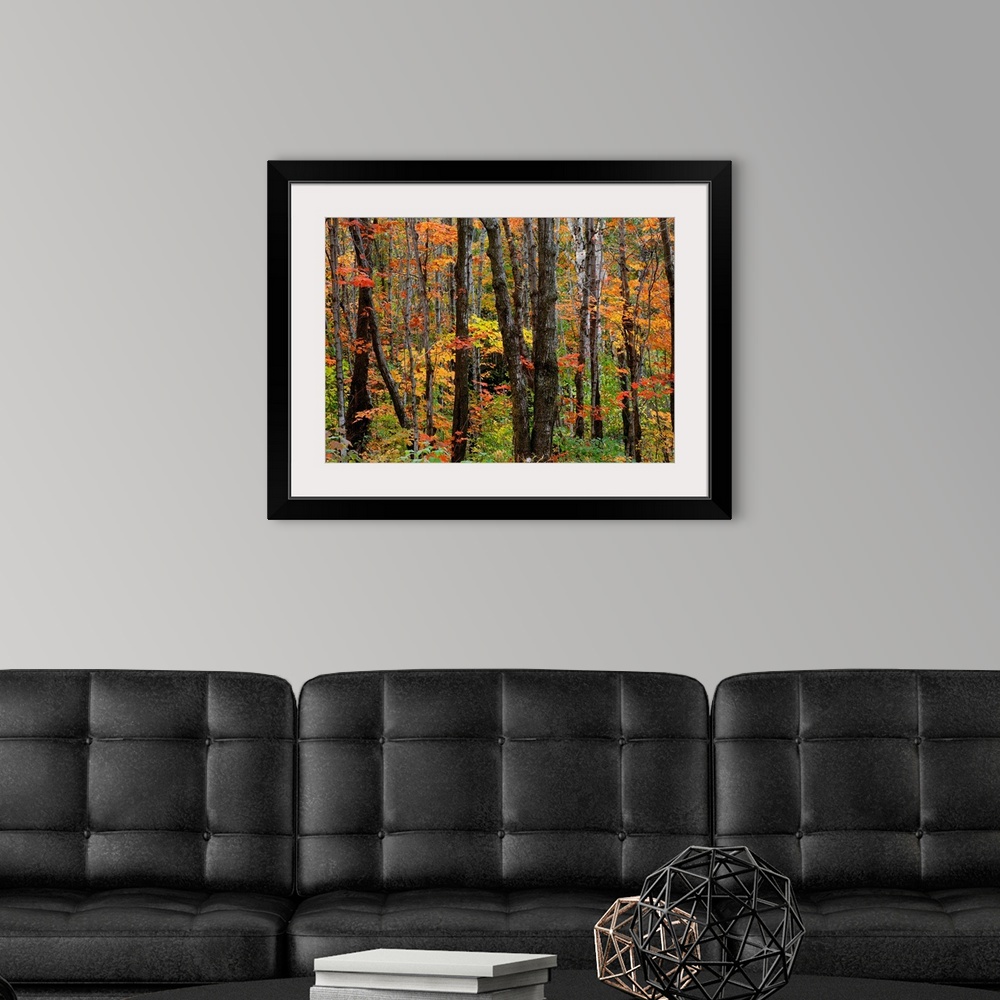 A modern room featuring Huge photograph displays the beautiful Fall colors of the leaves on the trees and surrounding veg...