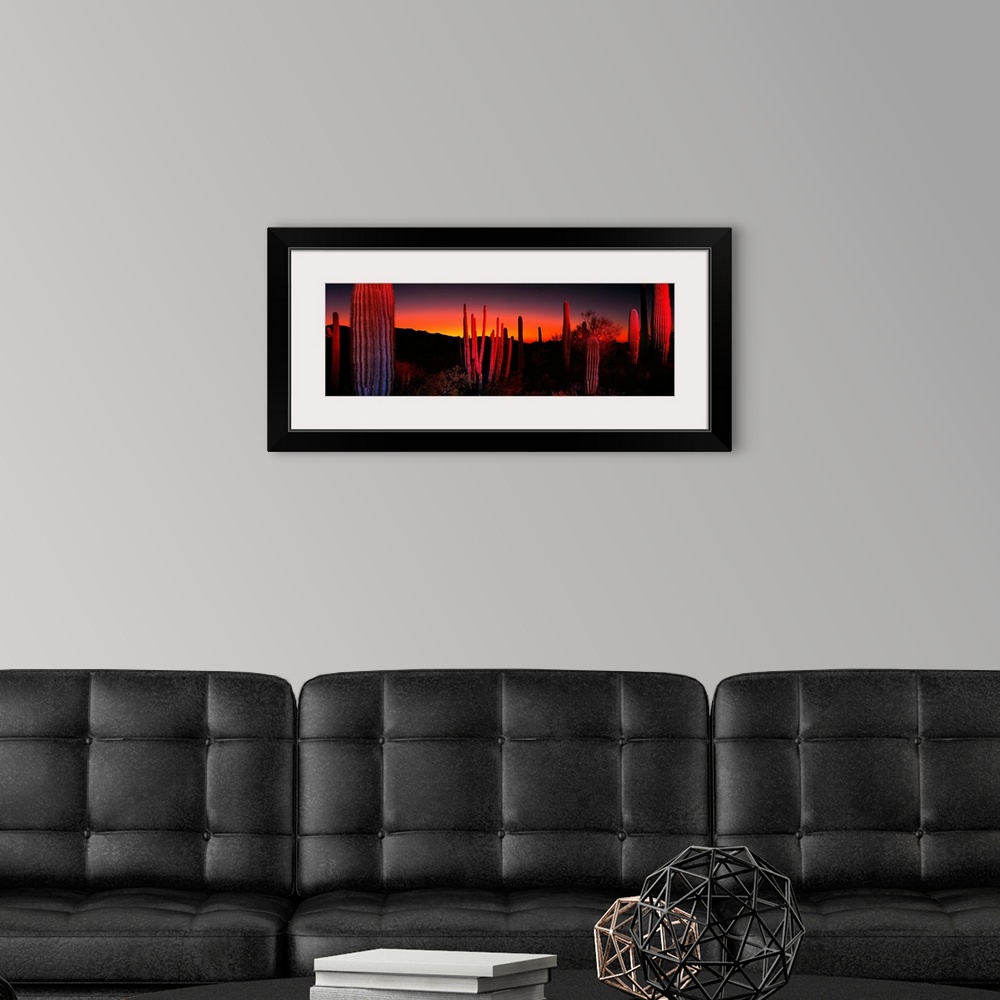 A modern room featuring Cactuses catching the fading light in this panoramic photograph of this desert sunset.