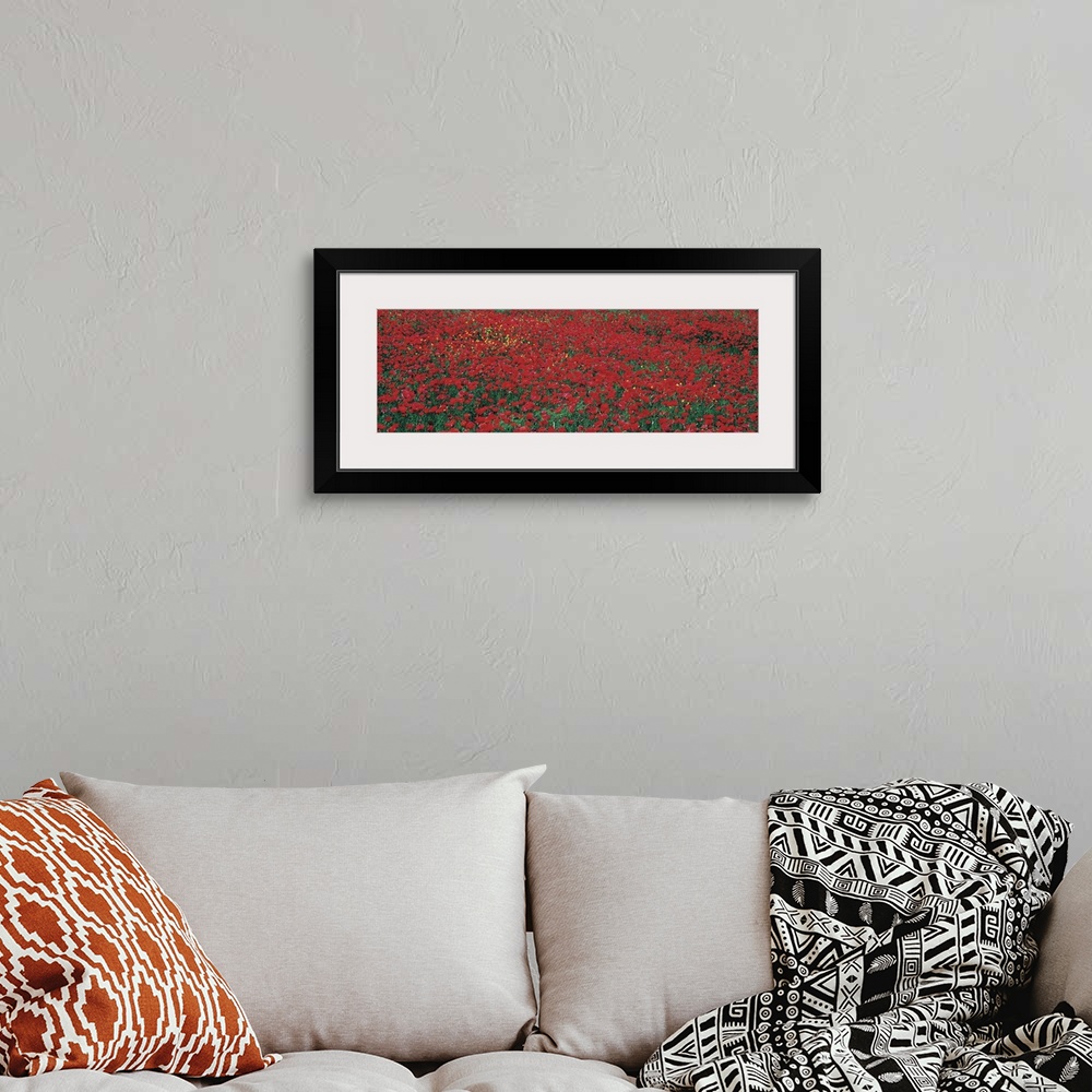 A bohemian room featuring Huge panotamic photo of a large poppy field in Tuscany, Italy. Poppy field takes up the entire ca...
