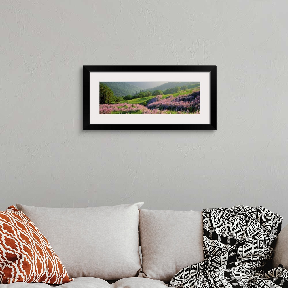 A bohemian room featuring Panoramic print of wildflowers on a hill in a park with rolling mountains in the distance.