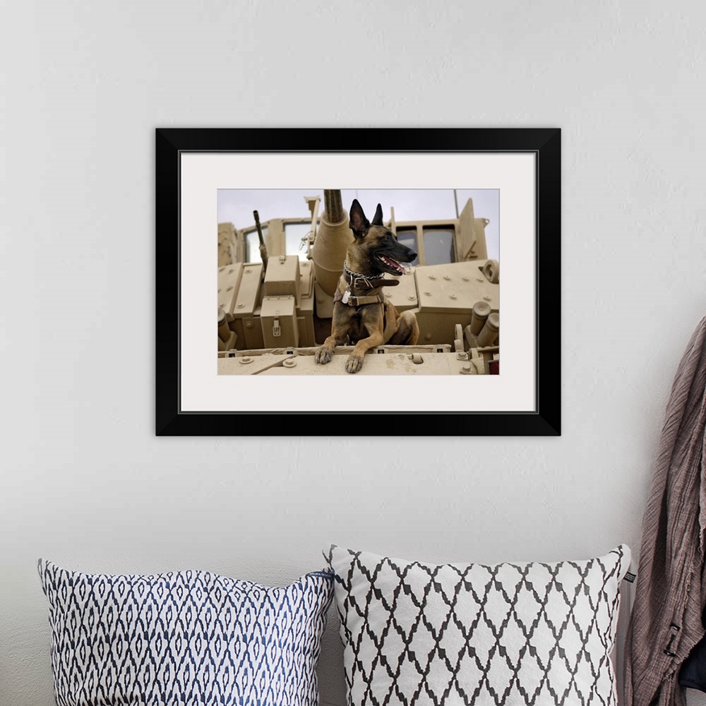 A bohemian room featuring A military working dog sits on a US Army M2A3 Bradley Fighting Vehicle
