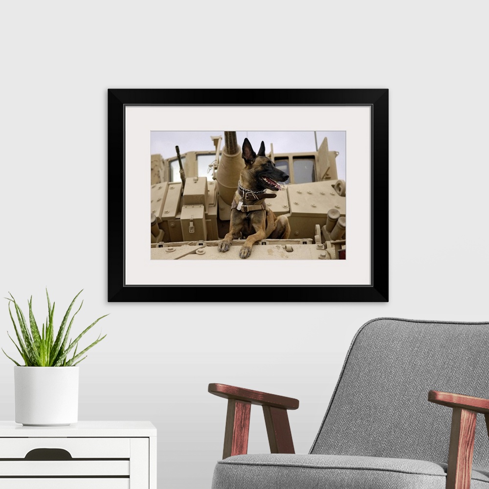 A modern room featuring A military working dog sits on a US Army M2A3 Bradley Fighting Vehicle