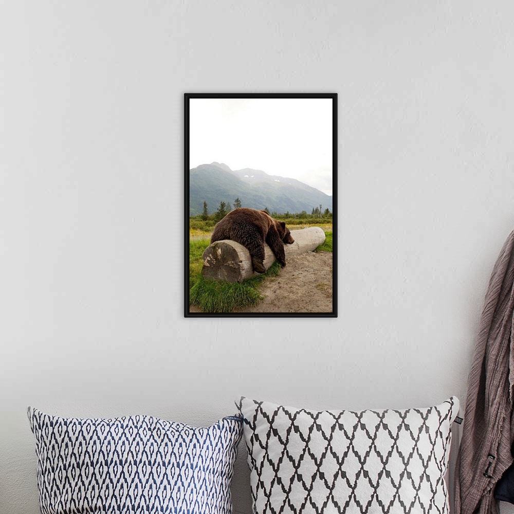 A bohemian room featuring Adult brown bear takes a nap on a fallen log with Alaskan mountains in the background.