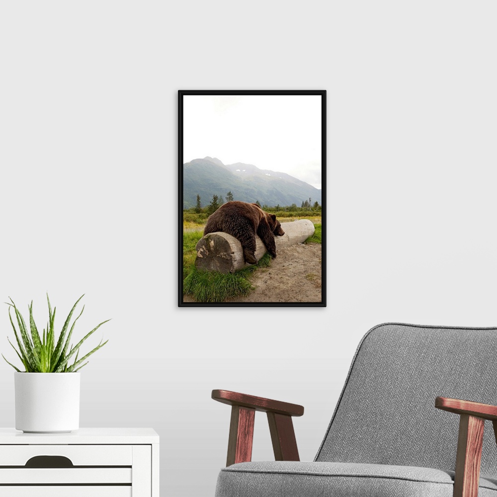A modern room featuring Adult brown bear takes a nap on a fallen log with Alaskan mountains in the background.