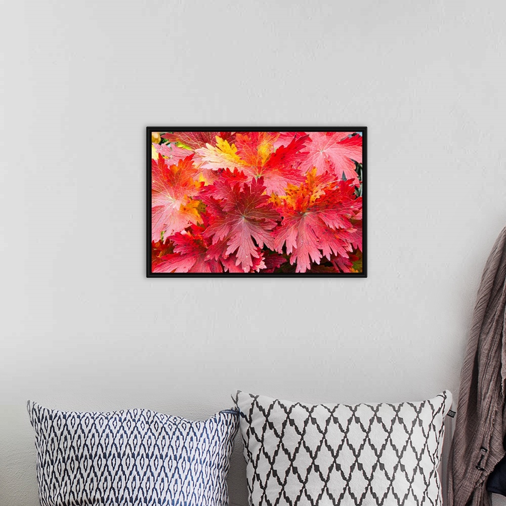 A bohemian room featuring Photographic print of a close-up of bright warm fall leaves.