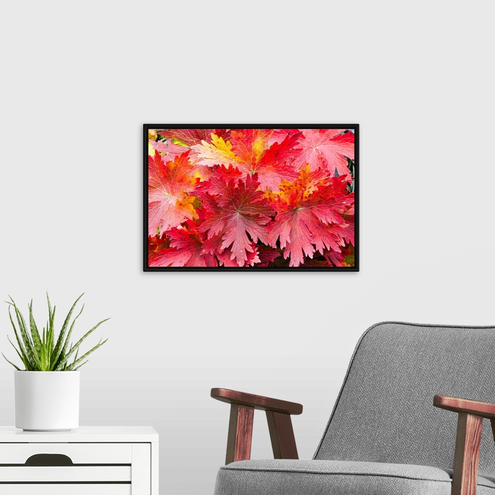 A modern room featuring Photographic print of a close-up of bright warm fall leaves.