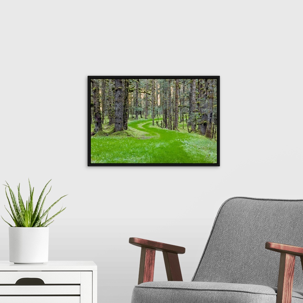 A modern room featuring Landscape photograph of an overgrown winding road through spruce trees and moss, coastal forest i...