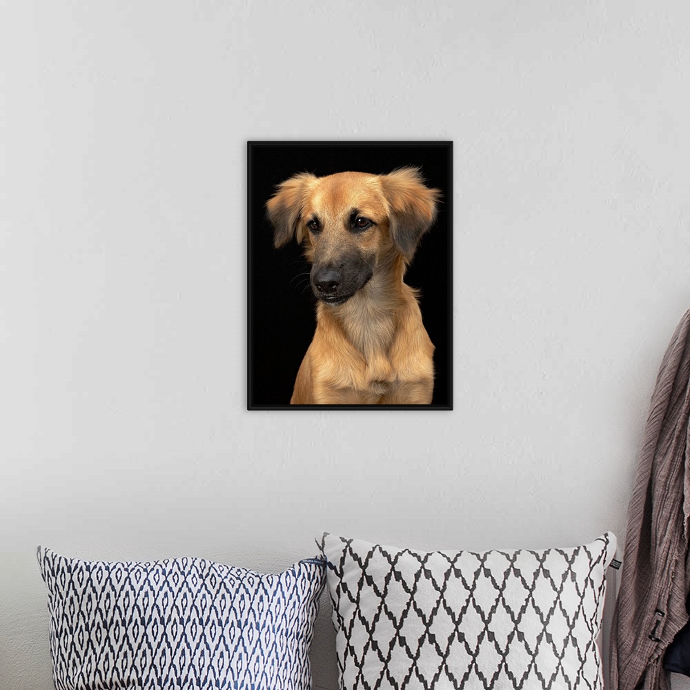 A bohemian room featuring Brown resuce dog with black nose on black.