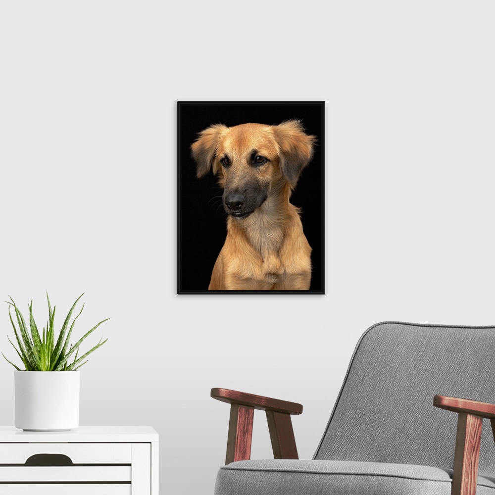 A modern room featuring Brown resuce dog with black nose on black.