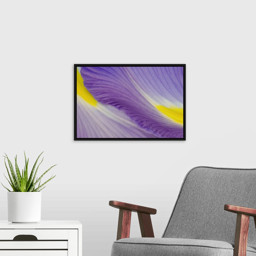A modern room featuring Huge photograph focuses on a close-up of two vividly colored flower petals.