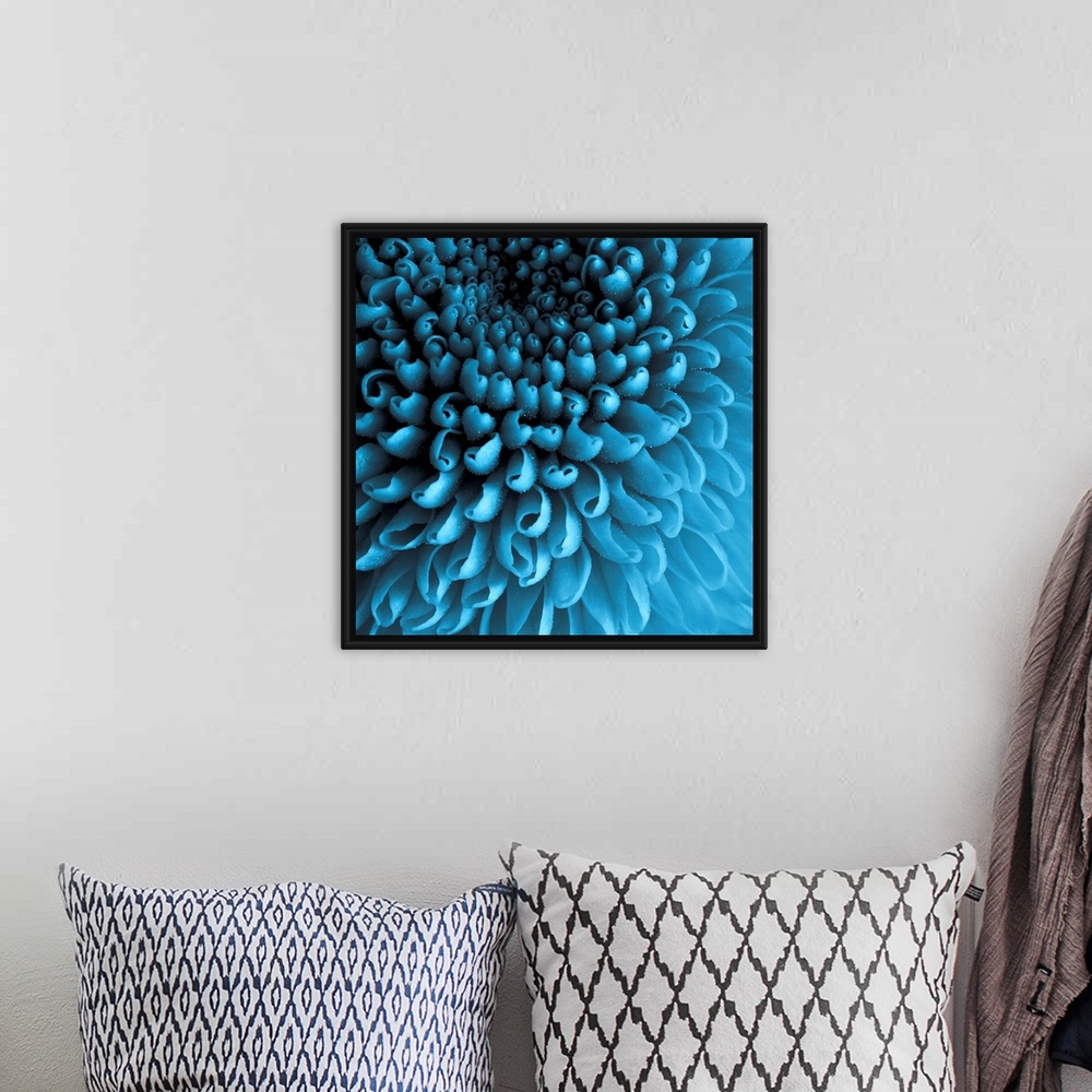 A bohemian room featuring Up close photograph of curled Chrysanthemum petals.