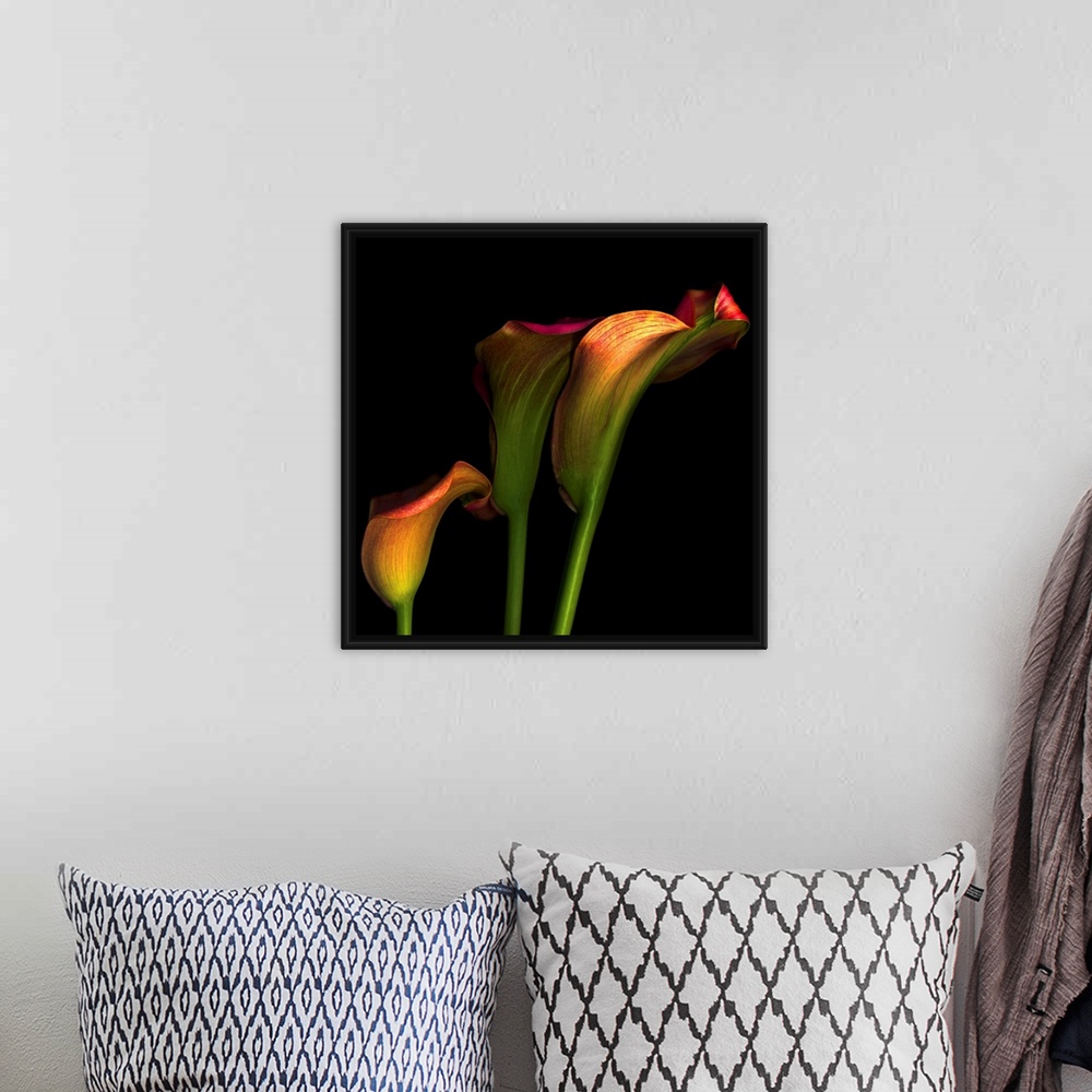 A bohemian room featuring Artwork featuring three calla flowers that stand out against a pitch black background.