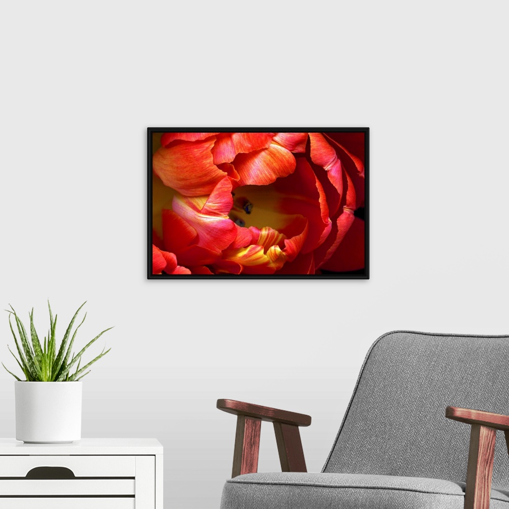 A modern room featuring Huge photograph focuses on a close-up of the brightly colored petals on a tulip flower.