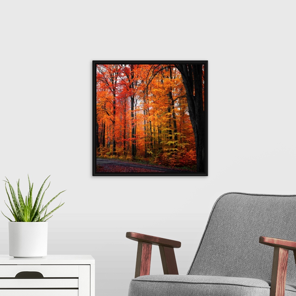 A modern room featuring Large photograph focuses on a dense forest filled with vibrantly colored trees during Fall.  Loca...