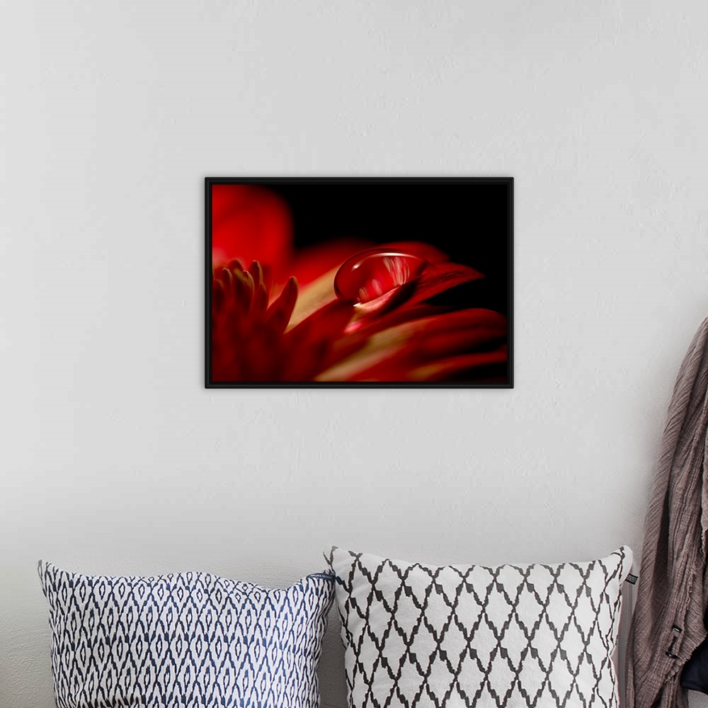 A bohemian room featuring Big canvas photo of an up-close water droplet on a flower's petals.