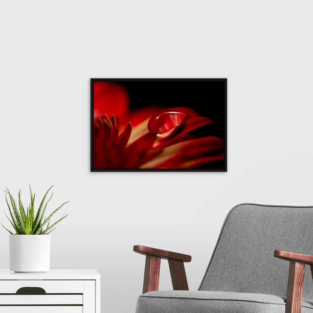 A modern room featuring Big canvas photo of an up-close water droplet on a flower's petals.