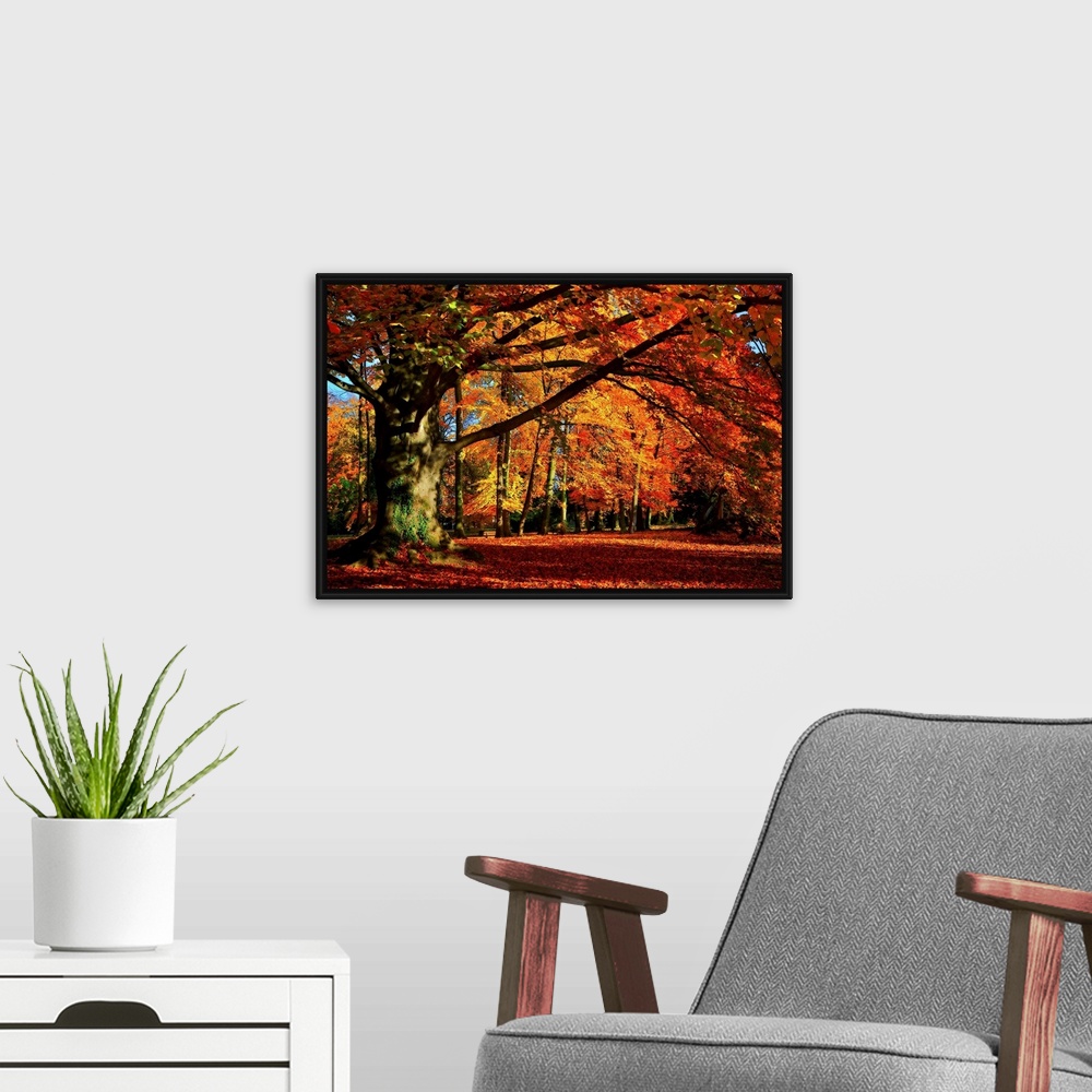A modern room featuring Big photograph that showcases a forest filled with trees going through the color changes of Fall.