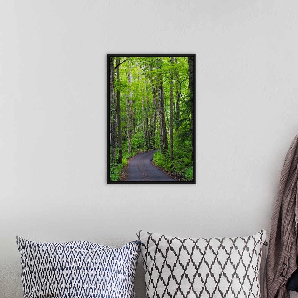 A bohemian room featuring Vertical photograph of a winding country road going through a forest in the Great Smoky Mountains...