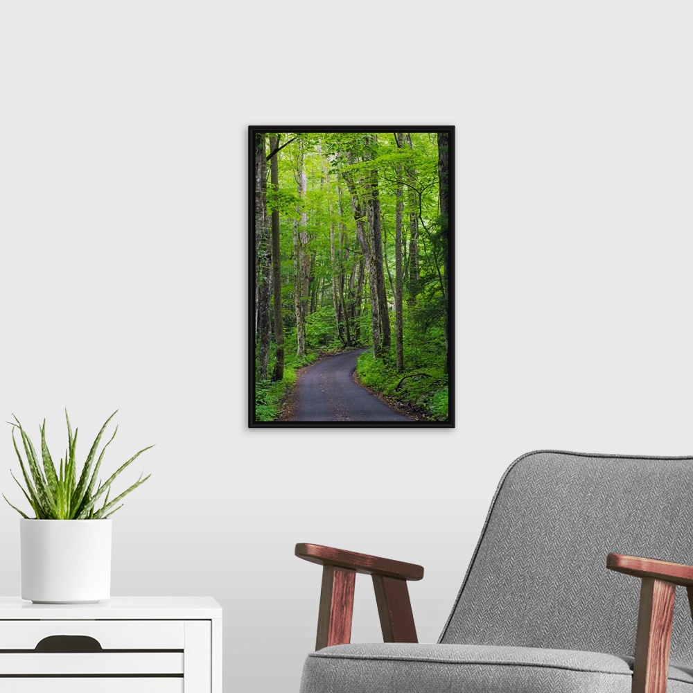 A modern room featuring Vertical photograph of a winding country road going through a forest in the Great Smoky Mountains...