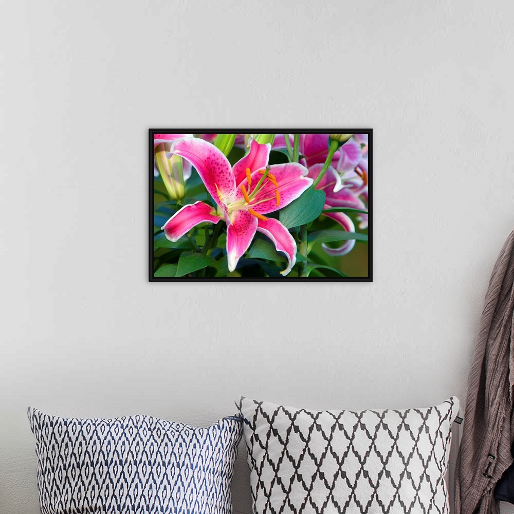 A bohemian room featuring Giant photograph composed of a close-up showing the top of a brightly colored flower.  The sharp ...