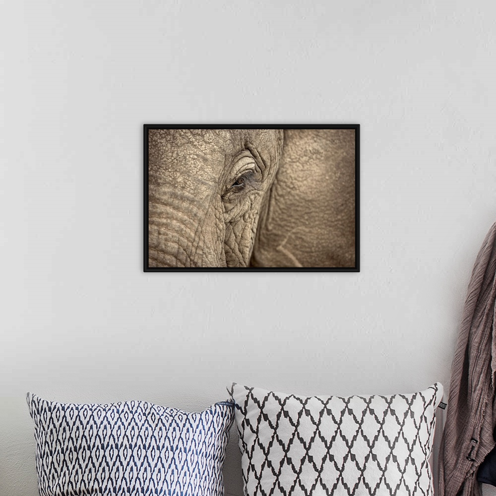 A bohemian room featuring Giant photograph focuses on the left side of a heavy plant-eating mammal's roughly textured face....