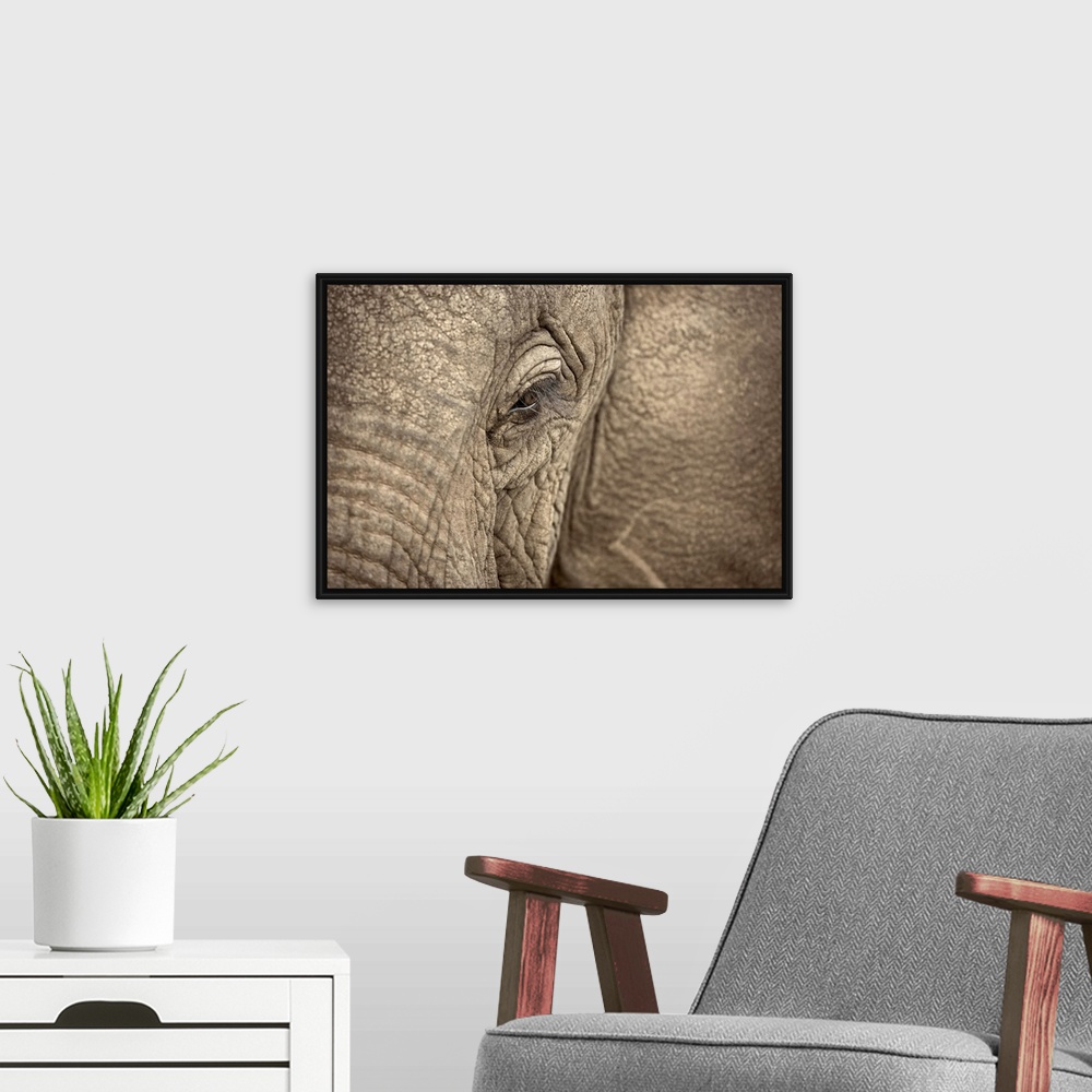 A modern room featuring Giant photograph focuses on the left side of a heavy plant-eating mammal's roughly textured face....