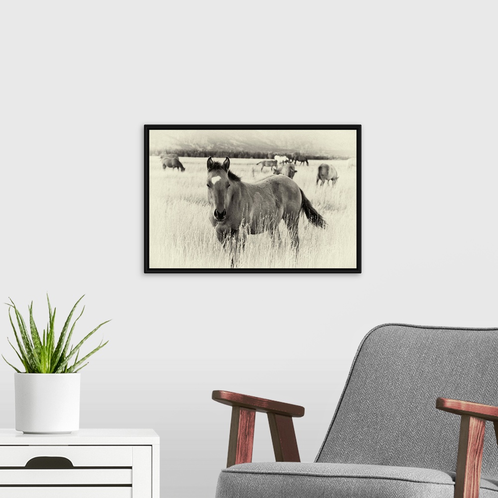 A modern room featuring Large photograph displays a group of broncos grazing in a field of high grass at the base of a mo...