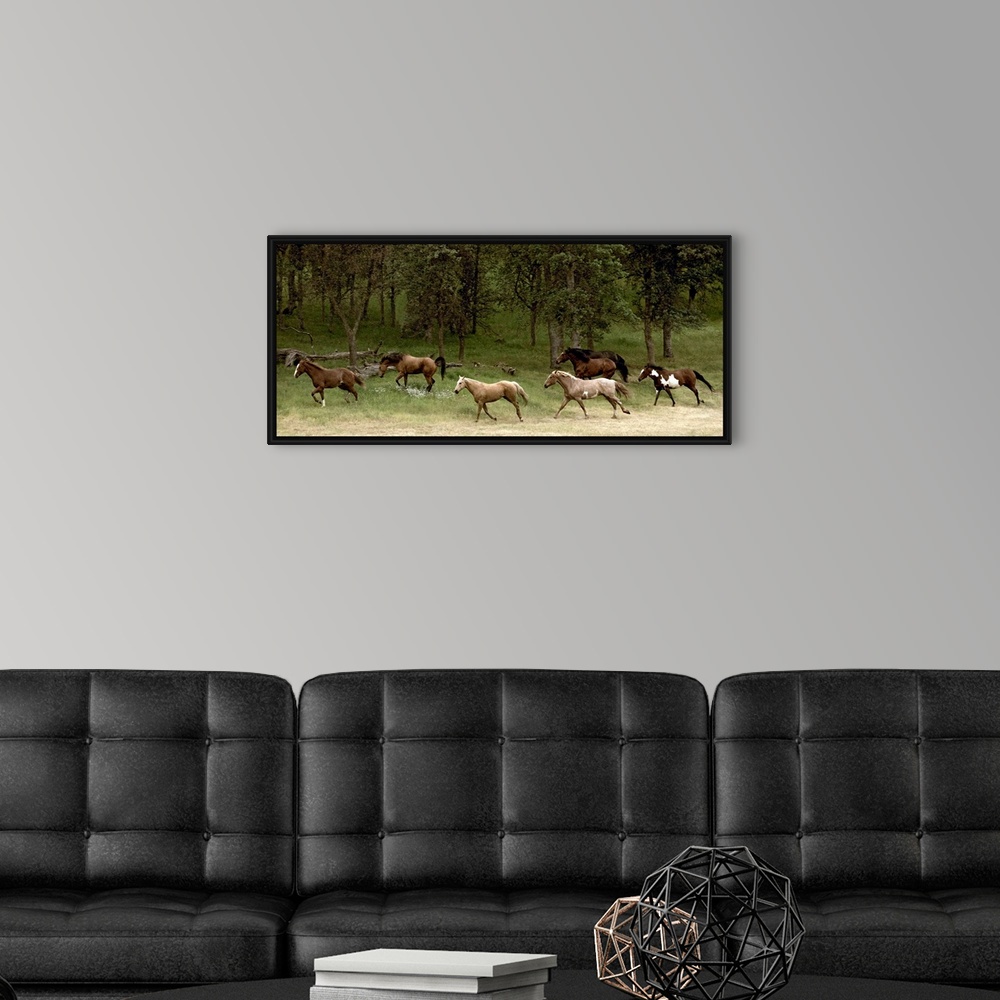 A modern room featuring Panoramic photograph displays seven horses galloping on a dusty trail.  Behind the animals there ...