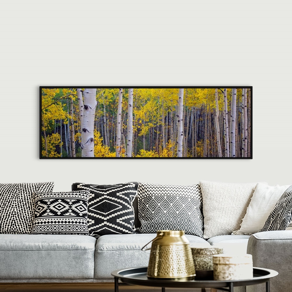 A bohemian room featuring Panoramic photograph of a dense forest filled with Aspen trees located within Telluride, Colorado.
