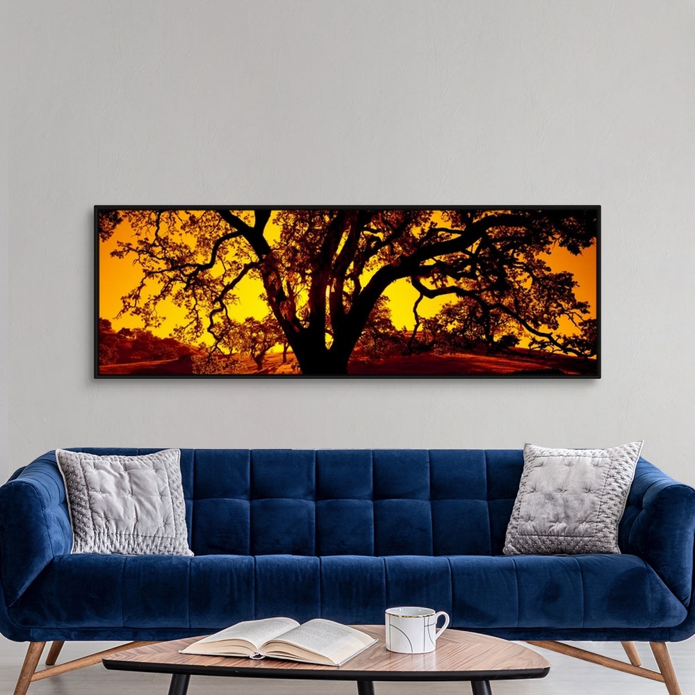 A modern room featuring A dramatic panoramic photo where the twisting branches of an ancient tree are juxtaposed against ...