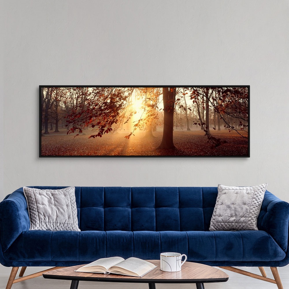 A modern room featuring Panoramic photograph of beech trees being penetrated by the bright sun in the background of a for...