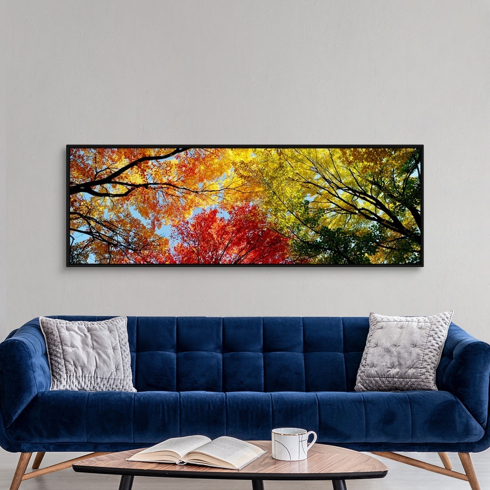 A modern room featuring A wide panoramic photograph looking up into a canopy of leaves in autumn.
