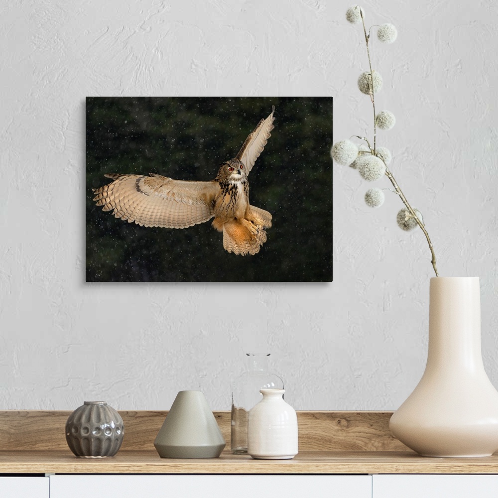 Eurasian Eagle Owl Wall Art, Canvas Prints, Framed Prints, Wall Peels ...