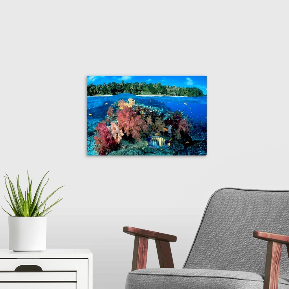 Fiji, Reef With Angelfish (Pygoplites Diacanthus) Wall Art, Canvas ...