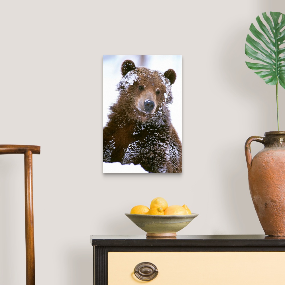 Grizzly bear standing with face covered in snow Wall Art, Canvas Prints ...