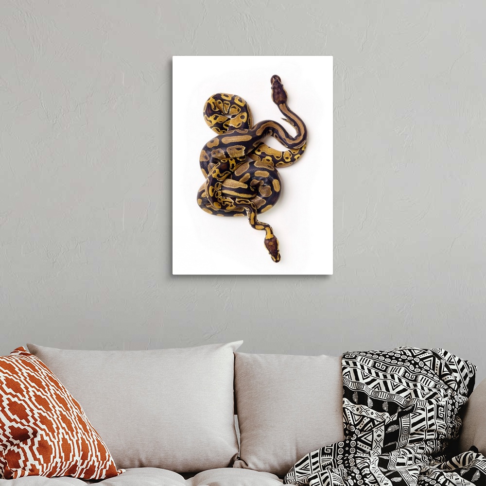 Two Ball Python Snakes Intertwined Wall Art, Canvas Prints, Framed ...