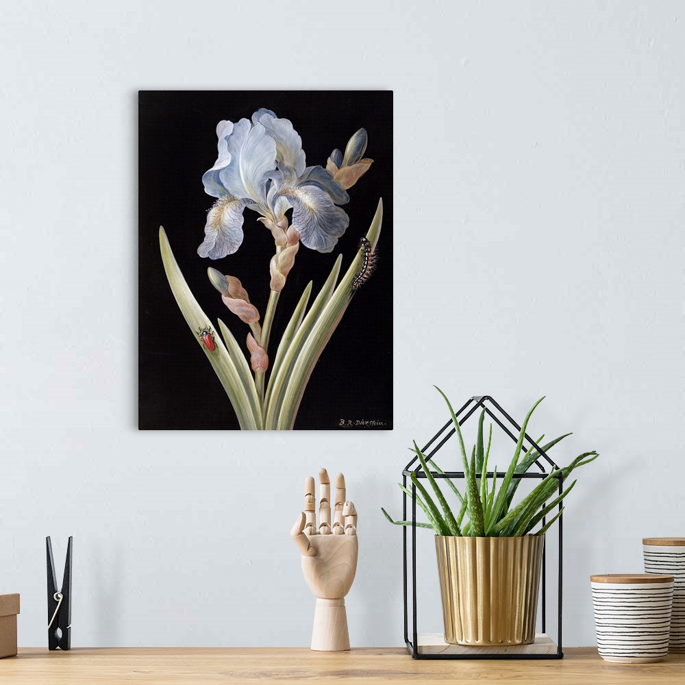 Iris germanica with caterpillar and beetle Wall Art, Canvas Prints ...