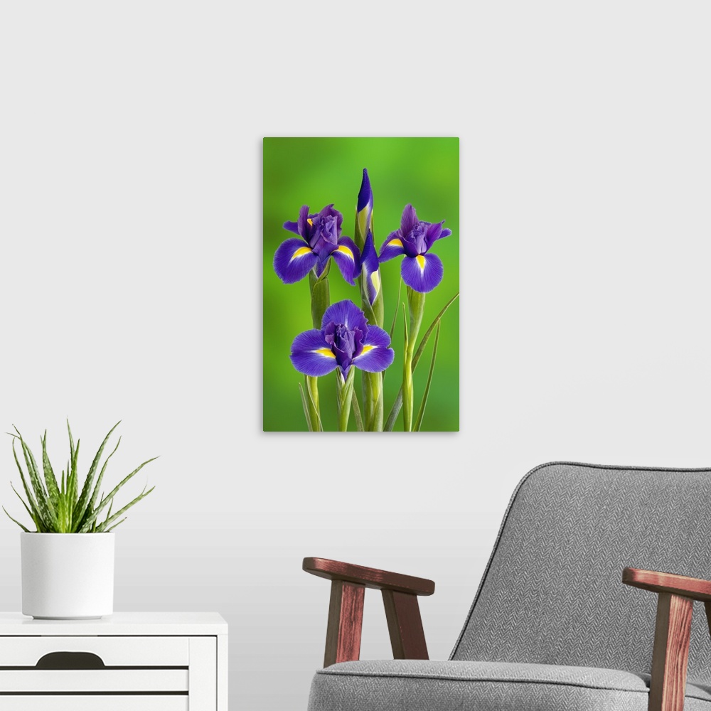 Iris Flowers Wall Art, Canvas Prints, Framed Prints, Wall Peels | Great ...