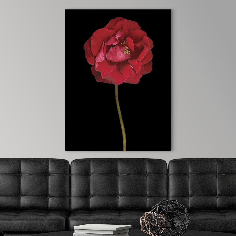 Red Rose II Wall Art, Canvas Prints, Framed Prints, Wall Peels | Great ...